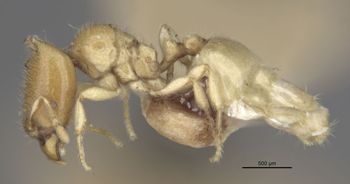Media type: image;   Entomology 20964 Aspect: habitus lateral view